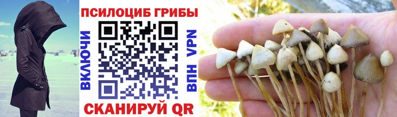 Псилоцибиновые грибы MAGIC MUSHROOMS  где найти наркотики  Зеленокумск 